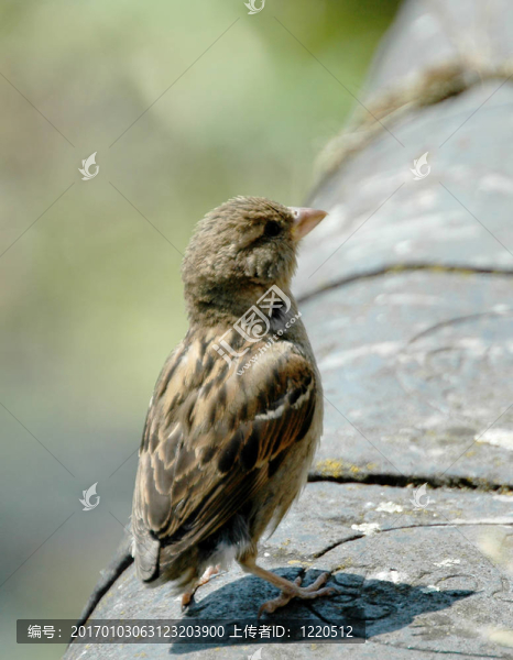 麻雀-匯圖網(wǎng) www.fosd68.com 麻雀
