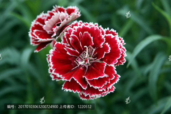 紅