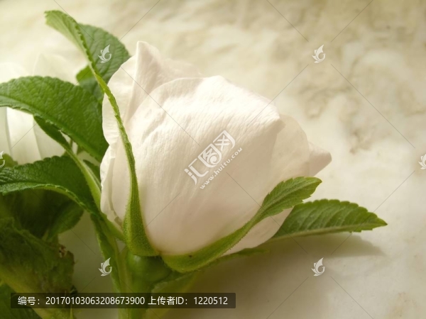 白玫瑰