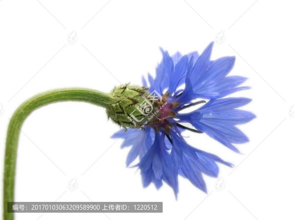 玉米的花
