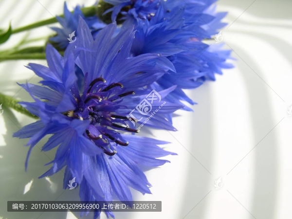 玉米的花