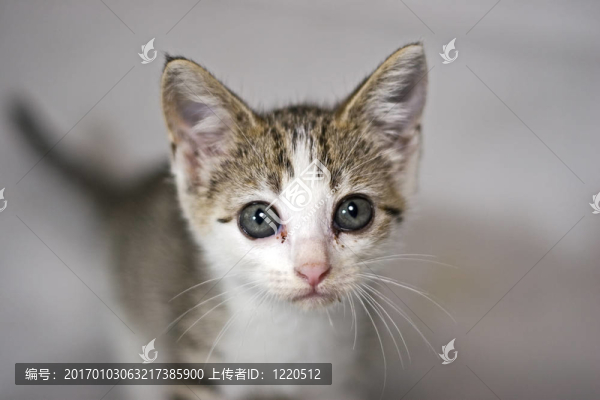 小貓