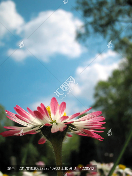 夏菊花