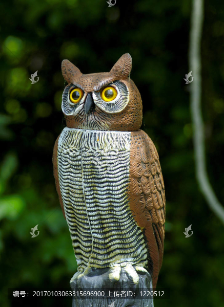 塑料貓頭鷹-匯圖網(wǎng) www.fosd68.com 塑料貓頭鷹