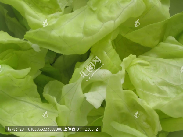 新鮮的生菜2