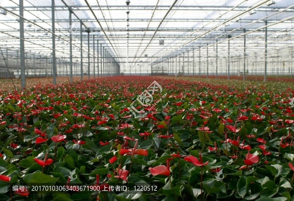 花燭屬植物