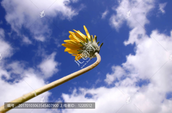 黃色的雛菊1