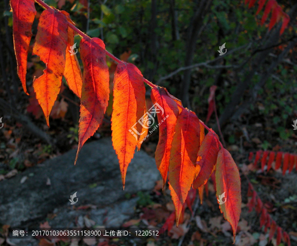 紅漆