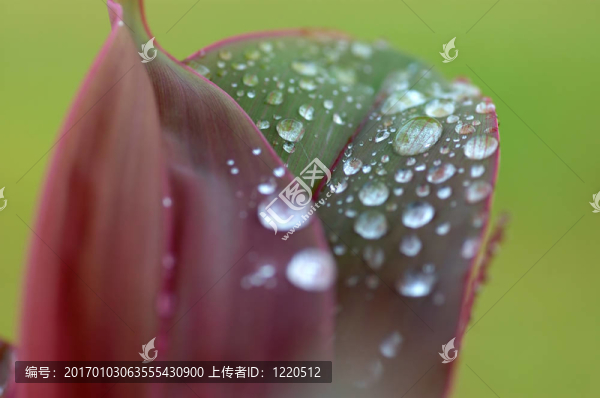 清新的早晨8