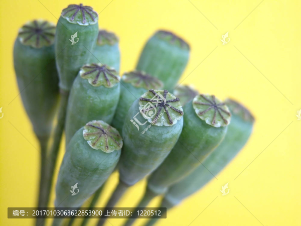 罌粟花莢