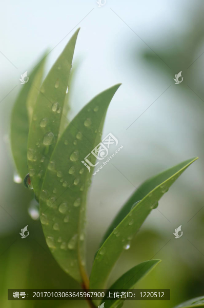 清新的早晨4