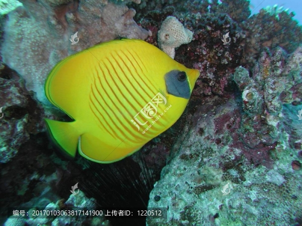 金色的蝴蝶魚