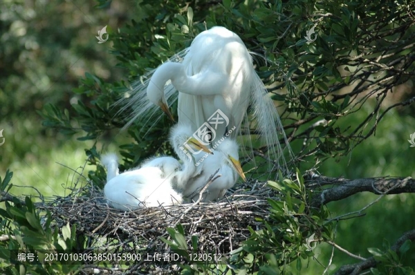 鷺，嬰兒