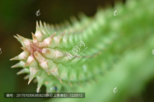 多刺的星