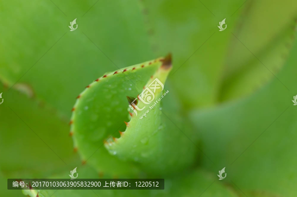刺