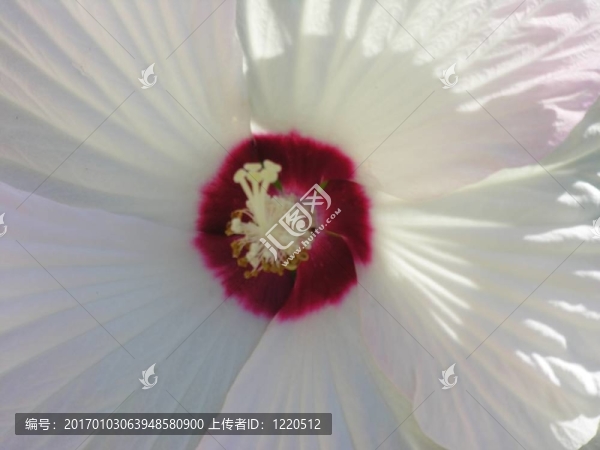 白色的花