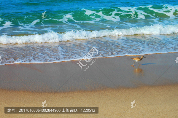 沙灘上的鳥