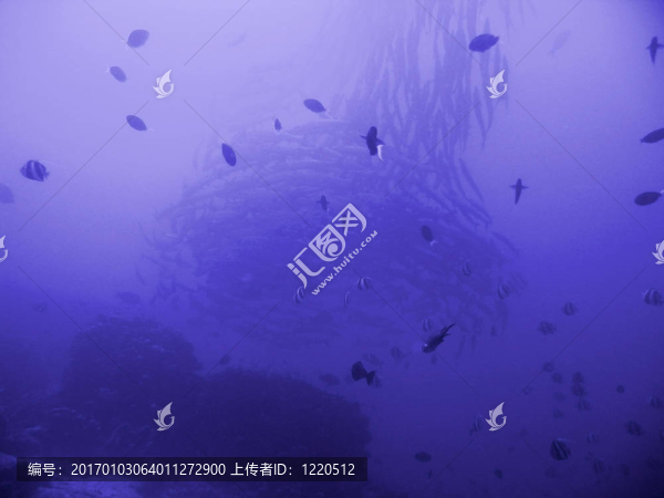 梭魚silhuette
