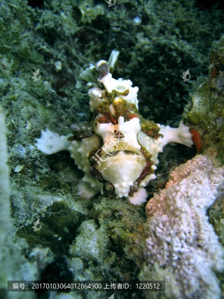小丑魚