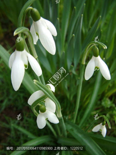 雪花蓮