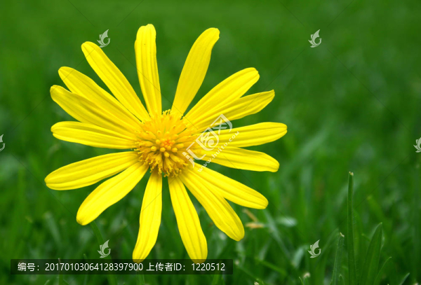 戴茜綠色