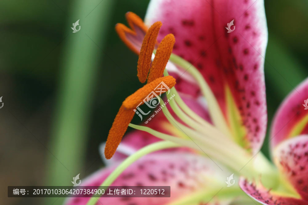 莉莉