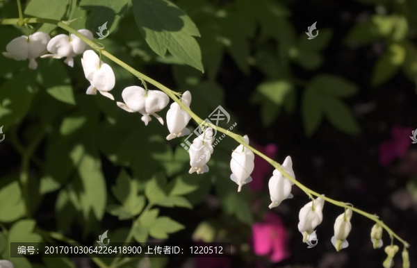 白流血的心