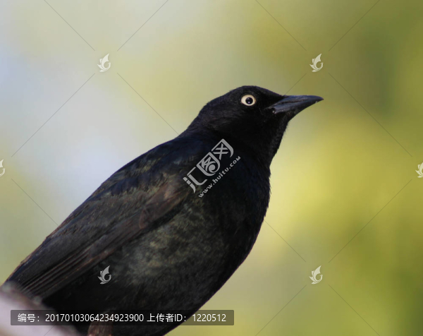 黑色的鳥