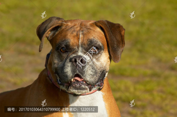 拳師犬