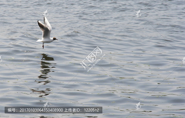 著陸的海鷗