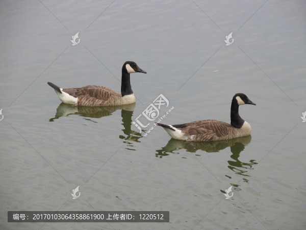 鵝永遠(yuǎn)