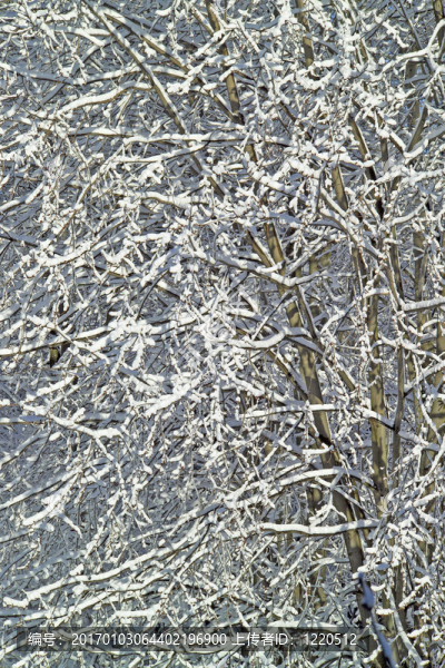 第一場雪