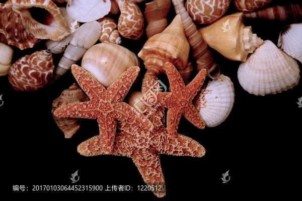 水生生物2