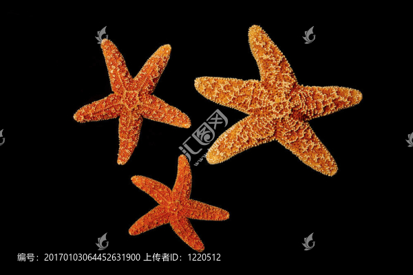 海星