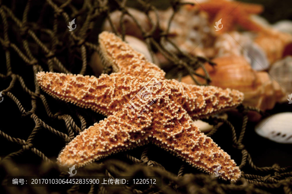 海星