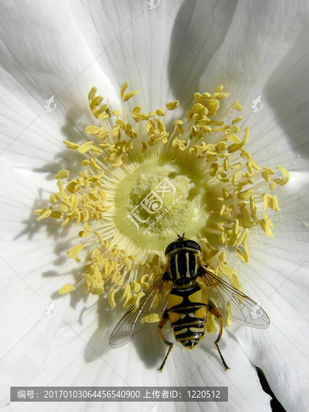 開花