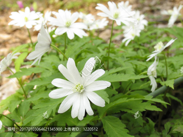 大花銀蓮花