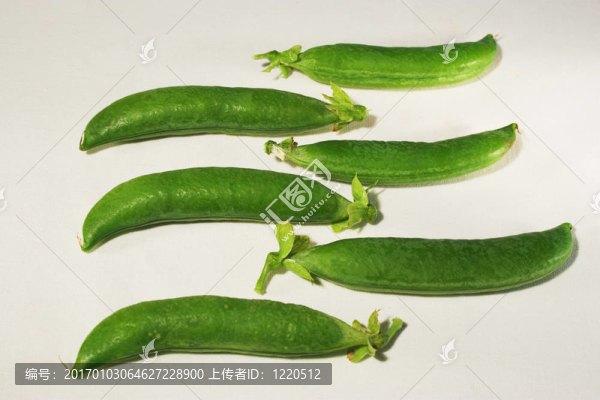 豆莢