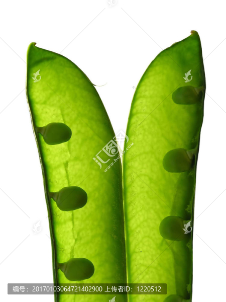 豌豆莢分離