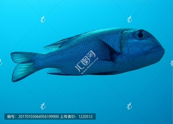 大眼的皇帝