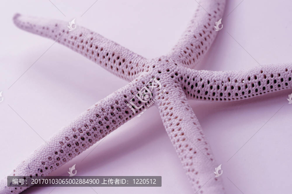 粉紅色的海星