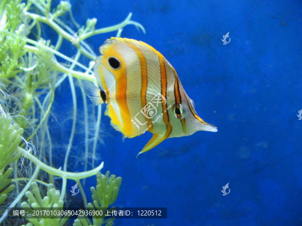 熱帶魚