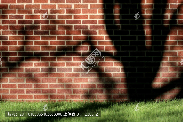 樹；墻；陰影