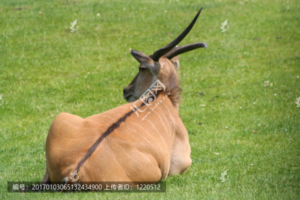 孤獨(dú)的羚羊