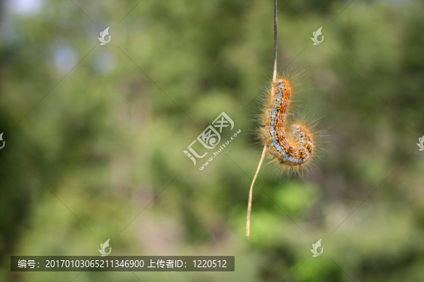 卡特彼勒