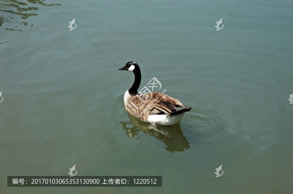 加拿大鵝