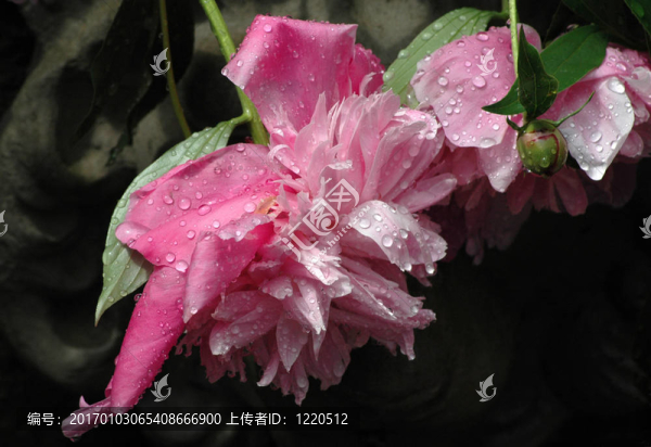 濕粉牡丹