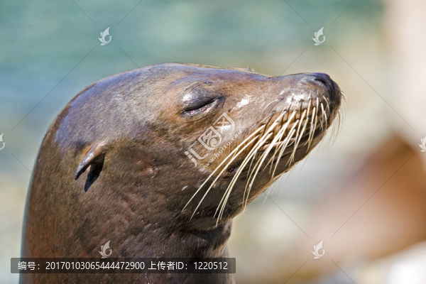 海獅