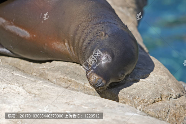 海獅