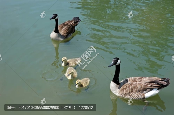 加拿大鵝